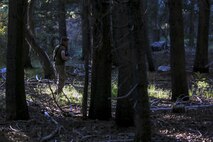 Corporal Benjamin Stoflet, a field radio operator, assigned to Communications Company, Headquarters Battalion, 1st Marine Division, carefully patrols through the dense forests during phase three of Mountain Warfare Training Exercise 5-15 aboard Marine Corps Mountain Warfare Training Center Bridgeport, Calif., Sept. 21, 2015. Headquarters Battalion acted as the opposing force against 1st Battalion, 6th Marine Regiment, 2nd Marine Division for the field training exercise to give the Marines a realistic look at fighting in a mountainous terrain. (U.S. Marine Corps photo by Cpl. Will Perkins/Released)