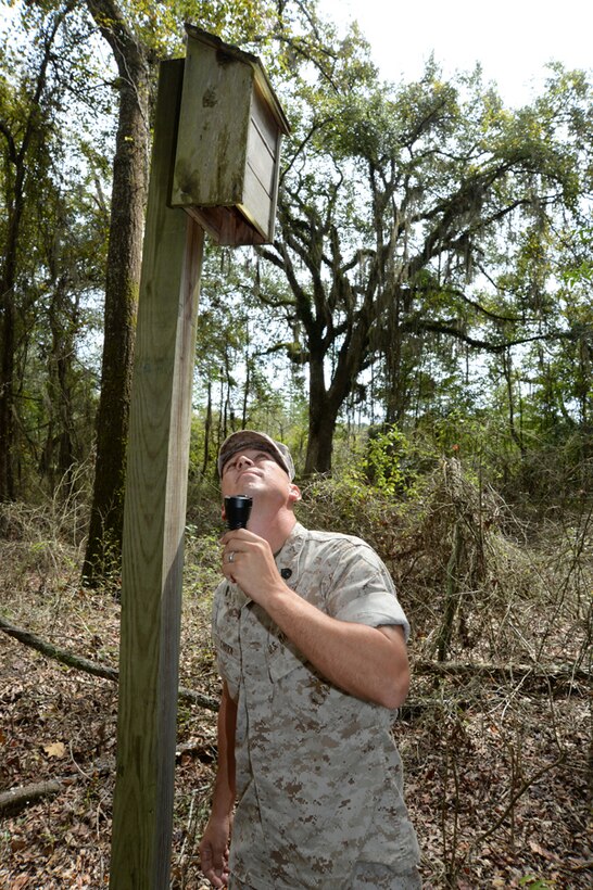 Staff Sgt. Jeffrey Chorn, equipment specialist, Marine Corps Systems Command, looks for birds nesting during his free time, Oct. 1, as part of the Conservation Volunteering Program.