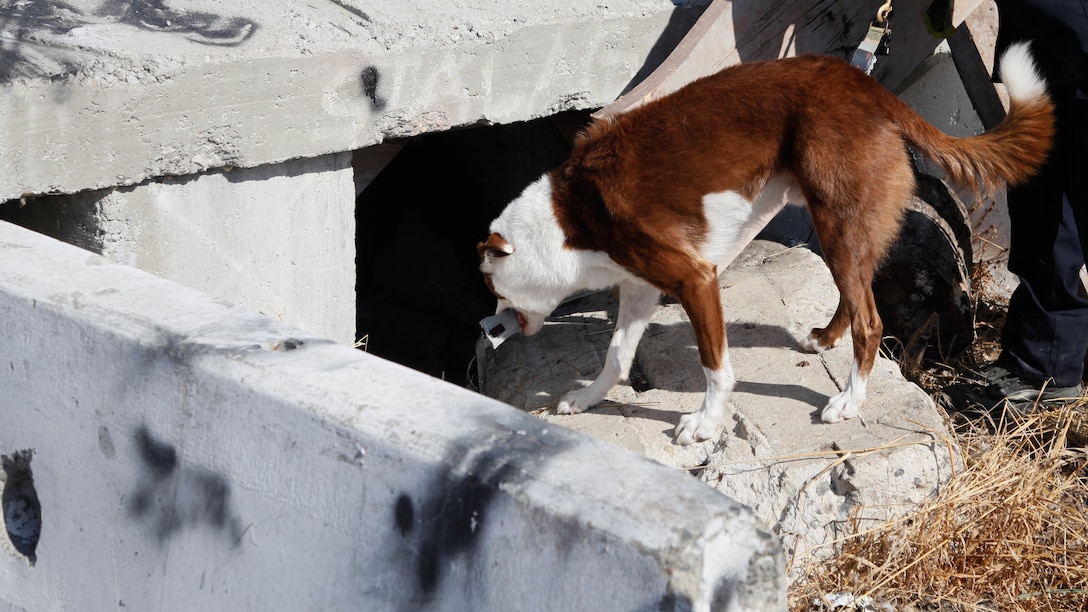 Angus, a search dog with the San Francisco Fire Department, searches for a victim through a simulated destroyed building during urban search and rescue training at Treasure Island, Oct. 7, 2015, as part of San Francisco Fleet Week 2015. The event featured demonstrations and hands-on training with tools commonly used for rescue missions during disaster relief.