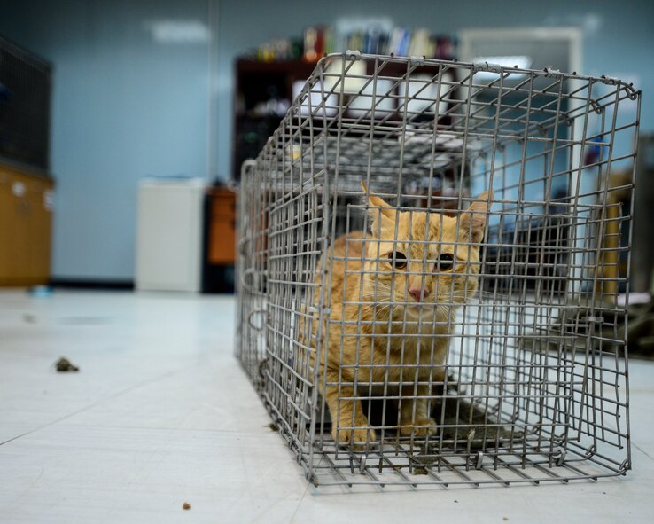 A stray cat crouches in a cage at an undisclosed location in Southwest Asia, Sept. 28, 2015. The 463rd Military Detachment Veterinary Service uses a Trap, Neuter, Vaccinate and Return program for feral cats who assist with pest control. (U.S. Air Force photo by Senior Airman Racheal E. Watson/Released)