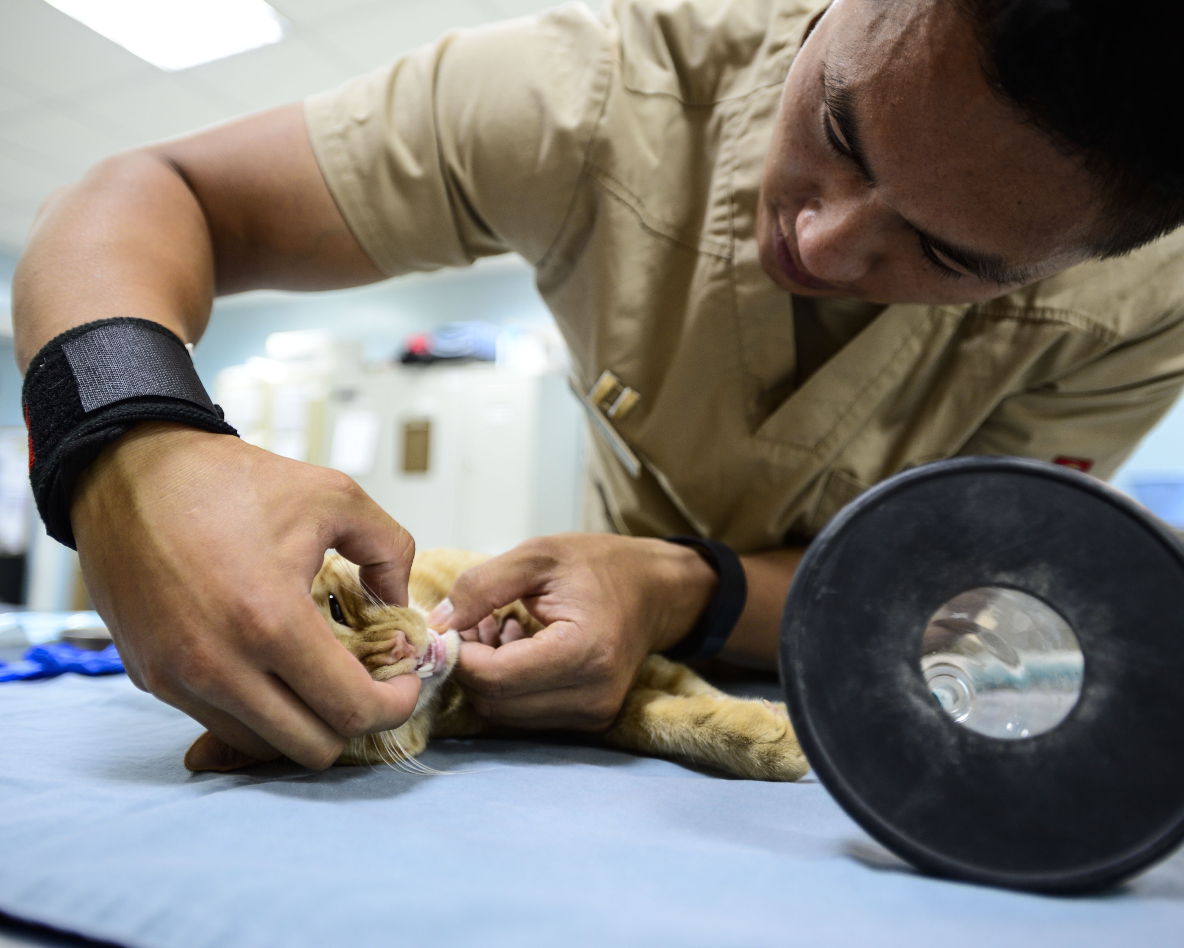 Veterinary detachment cares for feral animals > U.S. Air Forces Central