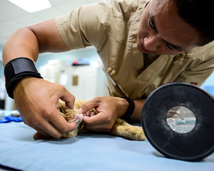 U.S. Army Capt. Raymond Wong, 463rd Military Detachment Veterinary Service veterinary officer in charge, performs a medical exam on a stray cat at an undisclosed location in Southwest Asia, Sept. 28, 2015. A complete physical examination with possible diagnostic testing that may include blood work, urinalysis, and checking a stool sample for parasites is performed on the stray cat under sedation. (U.S. Air Force photo by Senior Airman Racheal E. Watson/Released)