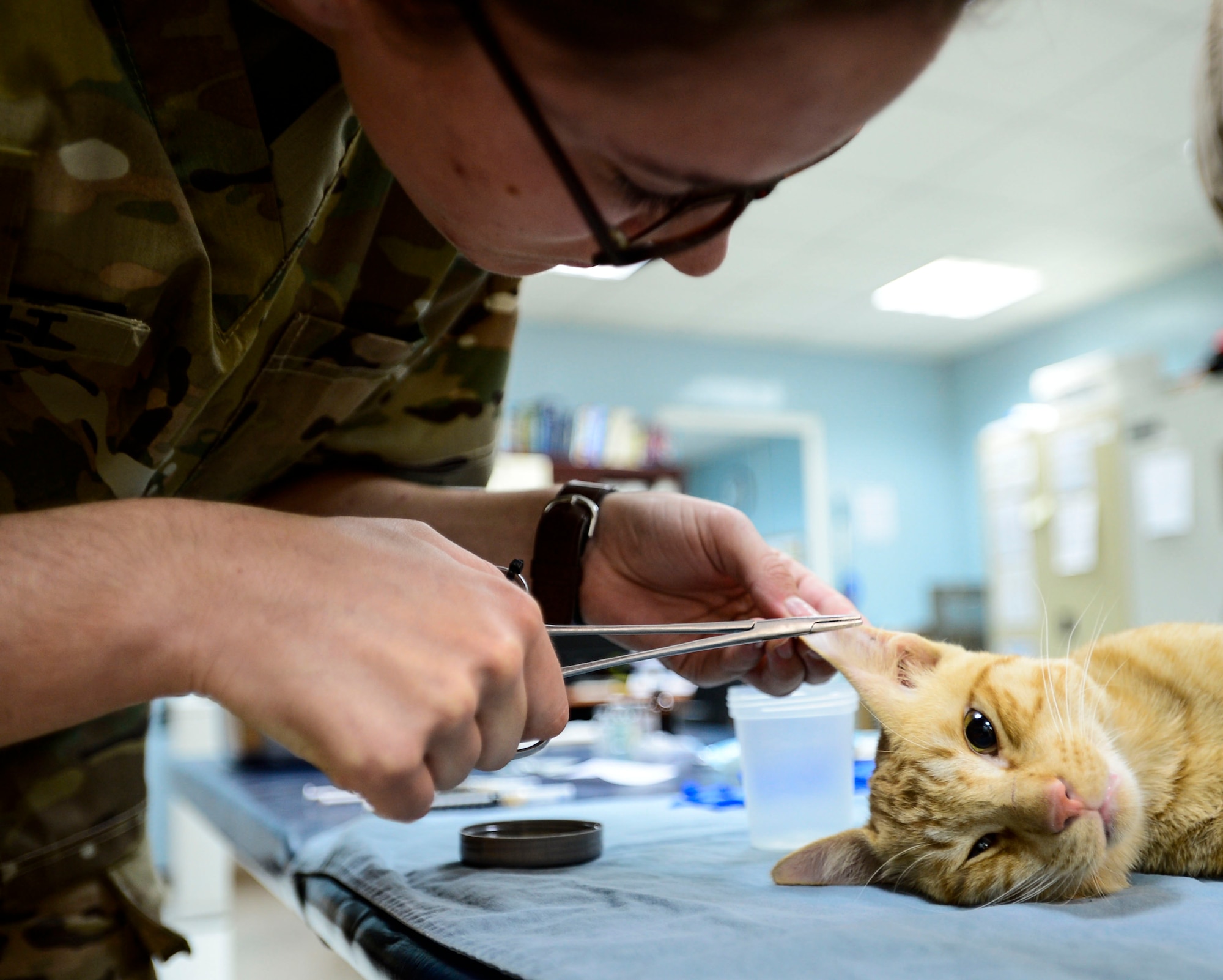 U.S. Army Private 1st Class Chelsey Therault, 463rd Military Detachment Veterinary Service veterinary technician, removes ticks from a stray cat at an undisclosed location in Southwest Asia, Sept. 28, 2015. The cat remained sedated during the examination for safety reasons and to keep a calming environment for the animal. (U.S. Air Force photo by Senior Airman Racheal E. Watson/Released)