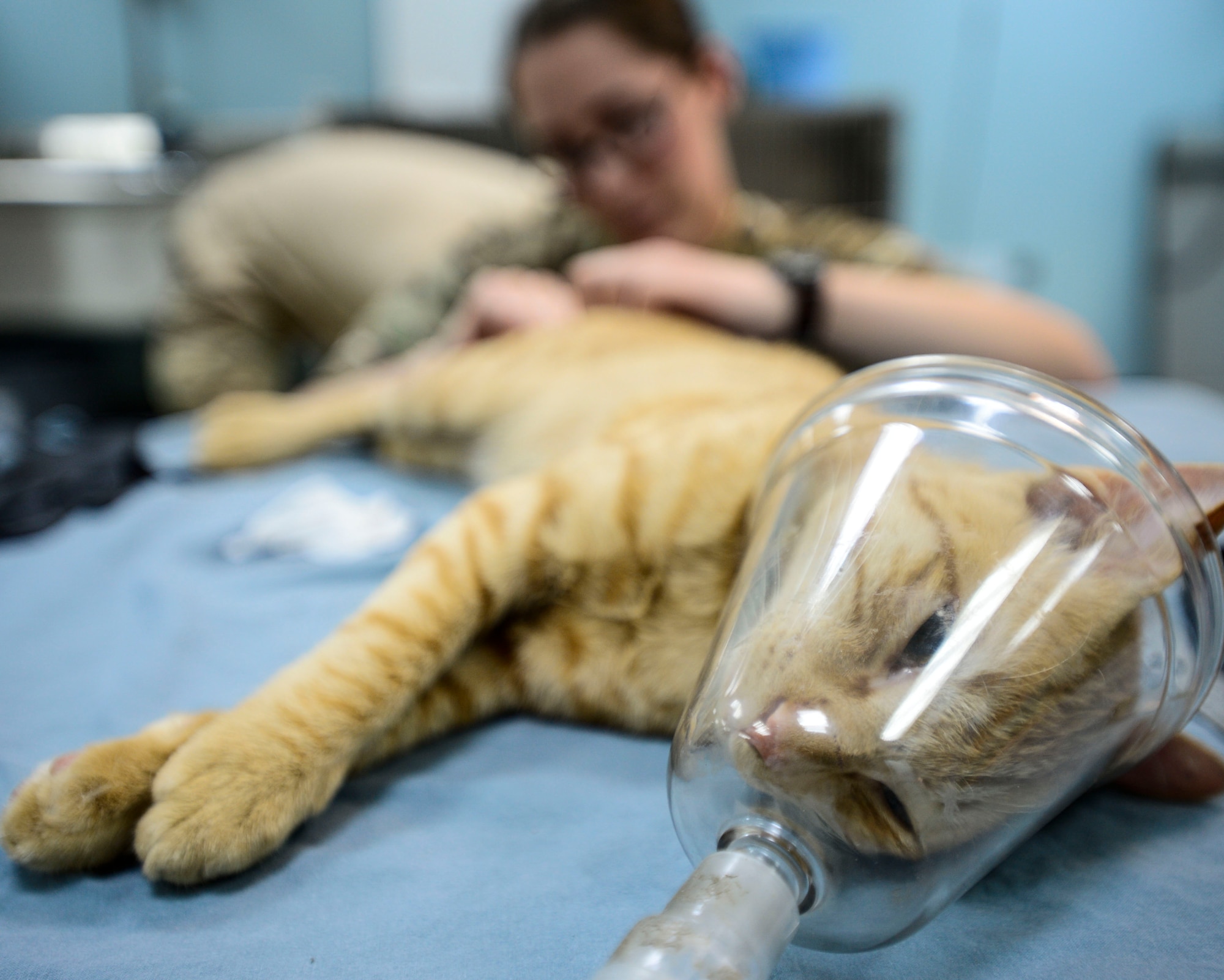 U.S. Army 463rd Military Detachment Veterinary Service members administer anesthesia for a neutering procedure at an undisclosed location in Southwest Asia, Sept. 28, 2015. The team utilized the Trap, Neuter, Vaccinate and Return program to control and stabilize the feline population on base. (U.S. Air Force photo by Senior Airman Racheal E. Watson/Released)