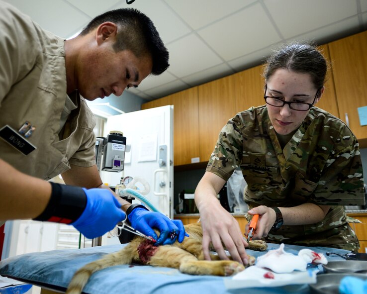 U.S. Army Capt. Raymond Wong, 463rd Military Detachment Veterinary Service veterinary officer in charge, neuters a stray cat while Private 1st Class Chelsey Therault, 463rd MDVS veterinary technician, trims the cat’s nails at an undisclosed location in Southwest Asia, Sept. 28, 2015. With the team utilizing the Trap, Neuter, Vaccinate and Return program, it helps minimize the diseases felines carry. (U.S. Air Force photo by Senior Airman Racheal E. Watson/Released)