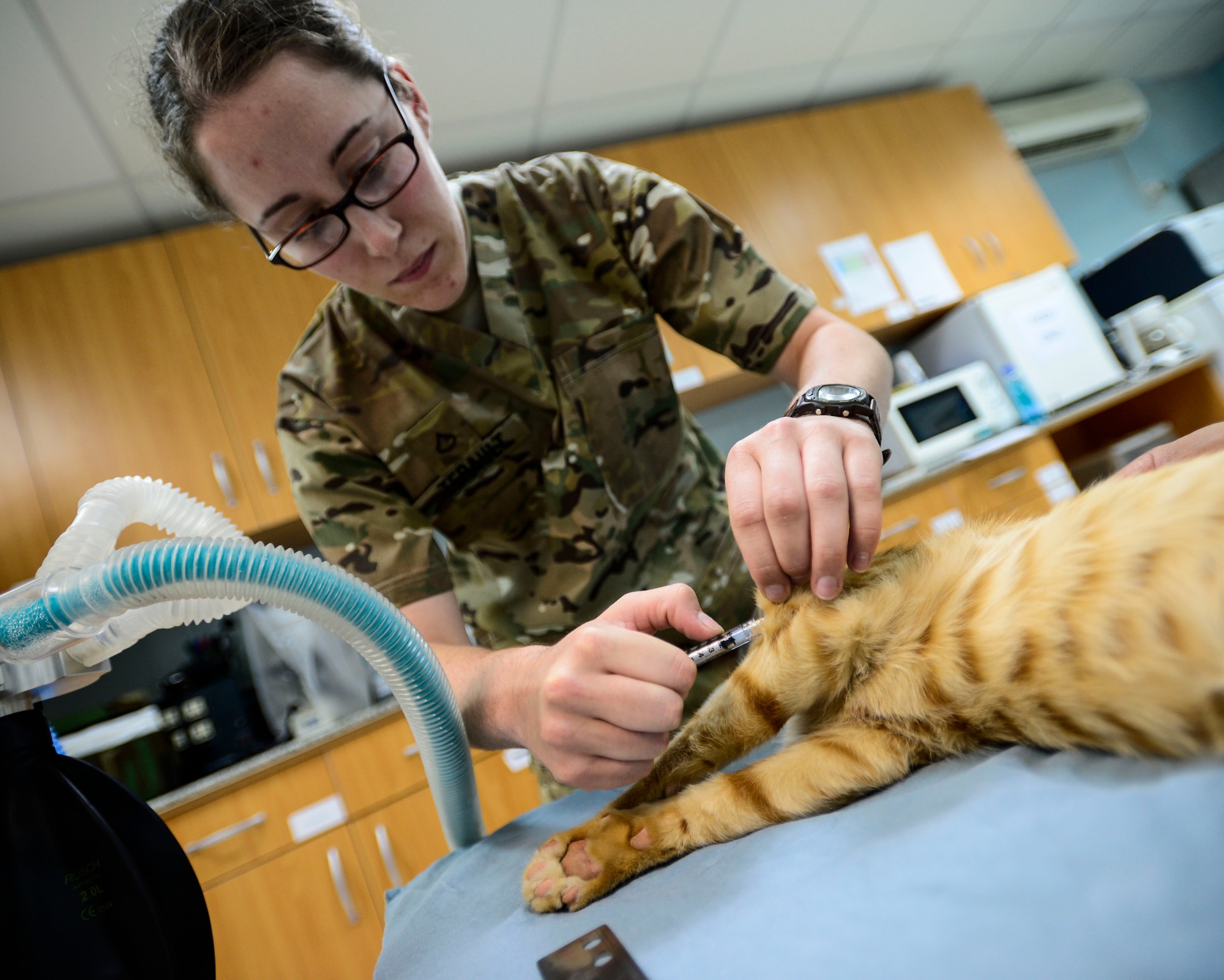 U.S. Army Private 1st Class Chelsey Therault, 463rd Military Detachment Veterinary Service veterinary technician, administers a vaccine at an undisclosed location in Southwest Asia, Sept. 28, 2015. The team used vaccinations to protect the animals and base populace against diseases. (U.S. Air Force photo by Senior Airman Racheal E. Watson/Released)