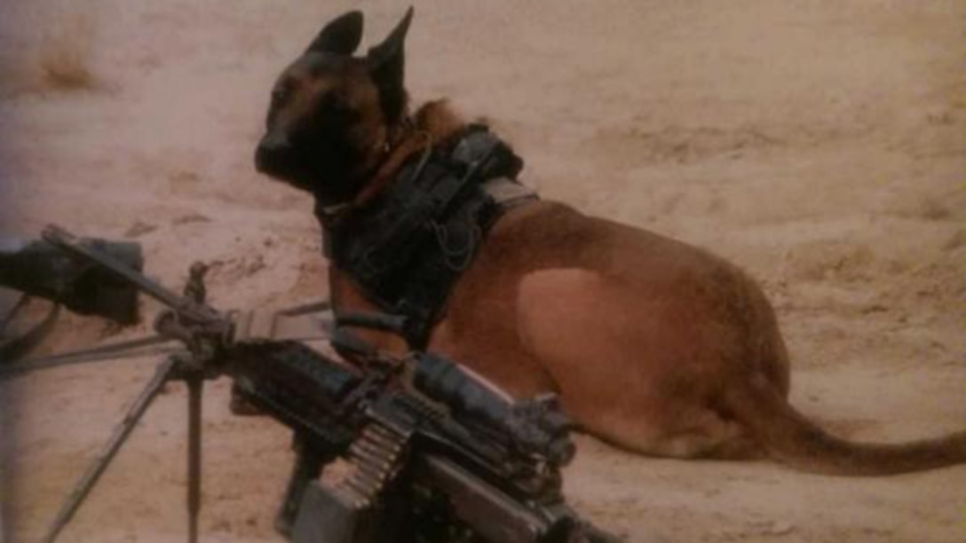 Xxenos, a military working dog, rests during one of his combat deployments.The retired MWD passed away earlier this year at the age of 10. Xxenos had been retired three years and deployed three times during his career; twice to Iraq and once to Afghanistan. Xxenos was a Marine specialized search dog.