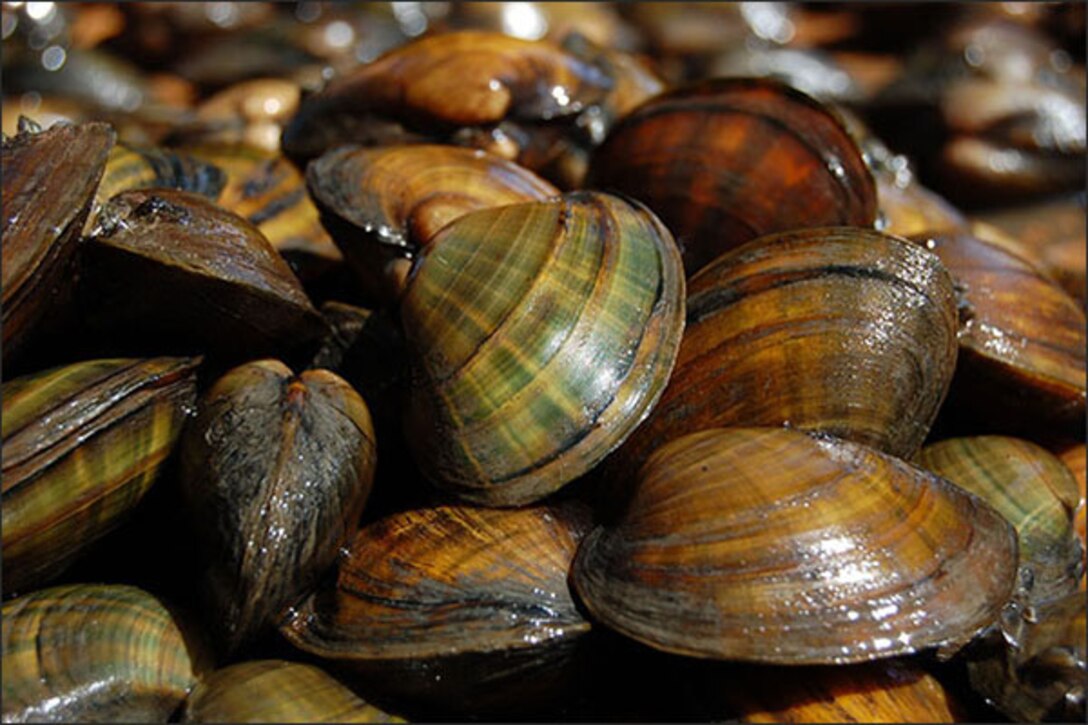 After 10 years of effort reintroducing the species into areas within its historic range, the Mussel Coordination Team has evidence that they brought a population of the federally endangered Higgins eye mussel...Read more. (Photo by U.S. Fish and Wildlife Service)