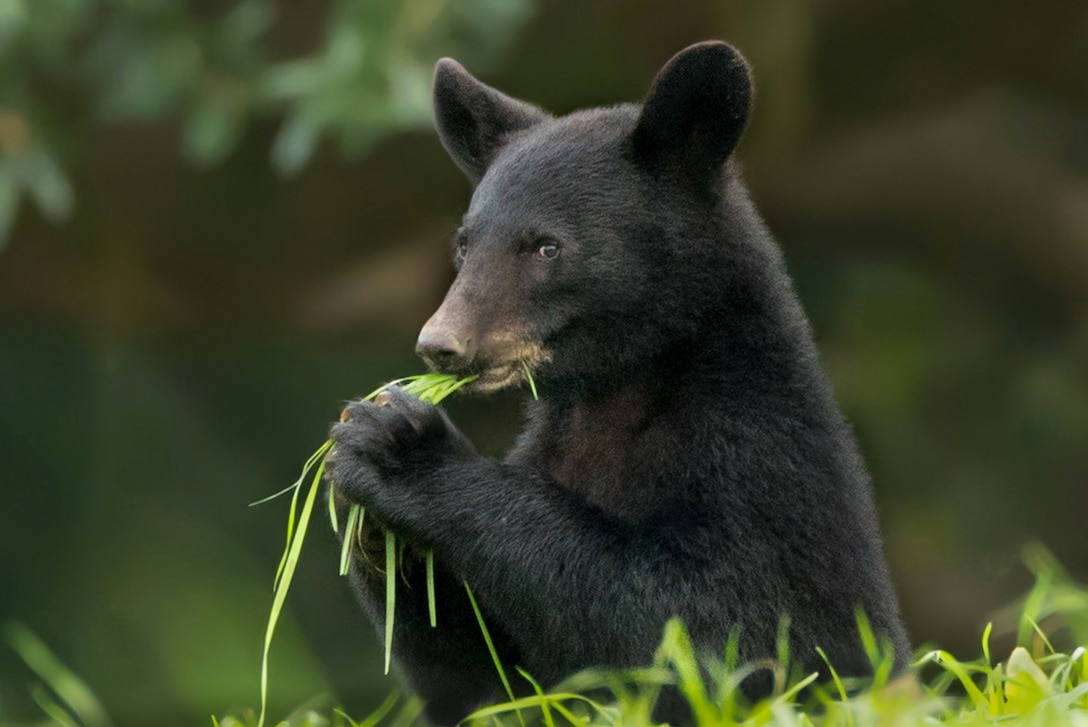 Habitat restoration is key to the return of the Louisiana Black Bear...Read More. (Photo by Pam Mcilhenny)