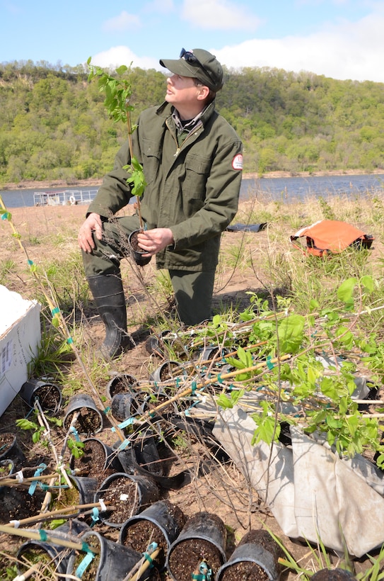 Randy Urich, environmental section manager, prepares to plant an American elm seedling April 20, 2012. This is the third year the Corps has planted seedlings on the Pool 8 islands. Including this year, around 15,000 seedlings have been planted.