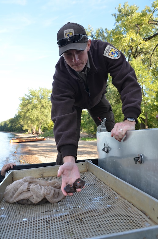 Nathan Eckert, U.S. Fish and Wildlife mussel biologist, places two federally endangered Winged Mapleleaf mussels on a tray after marking them with a tag August 17, 2012