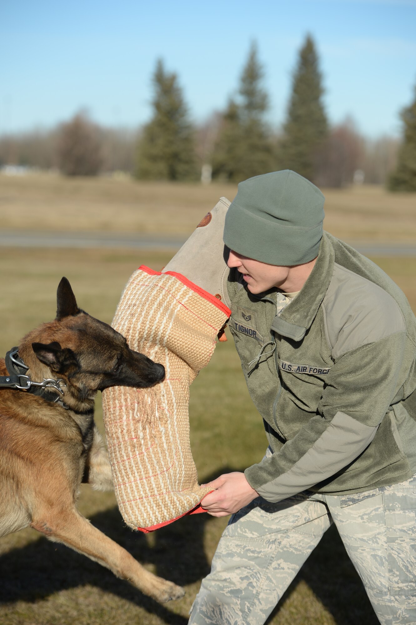 U.S. Air Force Staff Sgt. Carey Tignor, a 354th Security Forces Squadron military working dog (MWD) trainer, works with MWD Zzaryn during his shift Oct. 13, 2015, at Eielson Air Force Base, Alaska. Tignor said his favorite part of the job is when he is able to get out and train with the dog teams. (U.S. Air Force photo by Senior Airman Peter Reft/Released)