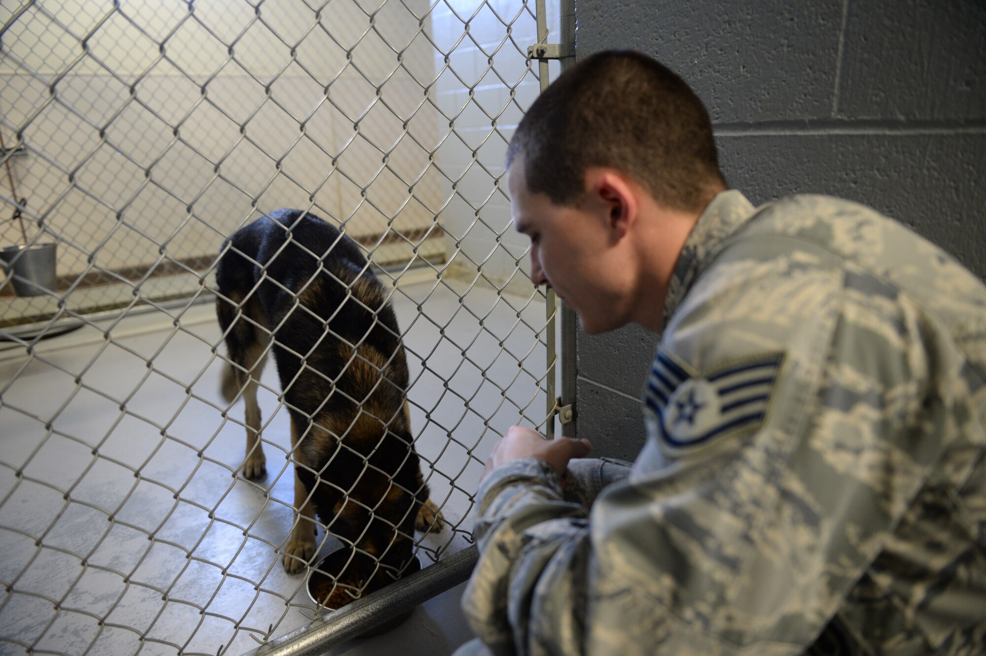 U.S. Air Force Staff Sgt. Carey Tignor, a 354th Security Forces Squadron military working dog (MWD) trainer, feeds MWD Tedy during his shift Oct. 13, 2015, at Eielson Air Force Base, Alaska. As a trainer, Tignor assists in feeding, bathing and ensuring the dogs stay in good health. (U.S. Air Force photo by Senior Airman Peter Reft/Released)