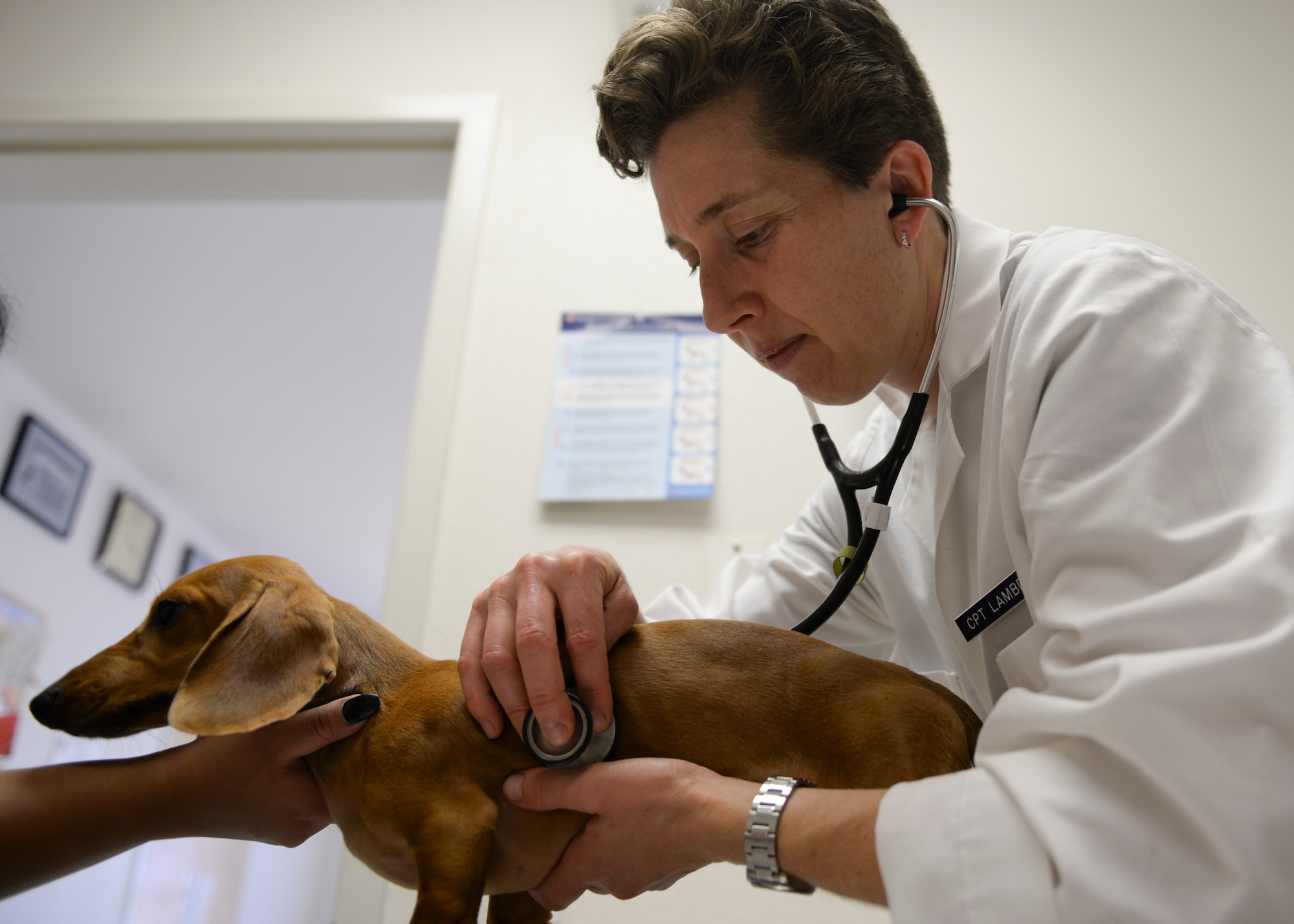 Capt. Katherine Lambden, officer in charge of the Holloman Veterinary Treatment Facility, listens to Cash’s, a 5-month-old Dachshund, heartbeat during a check-up at Holloman Air Force Base, N.M. Oct 1. Lambden attended a 10-month First Year Graduate Veterinary Education internship at Fort Campbell, Kentucky. Lambden has such a positive outlook on the future of the clinic. With an amazing staff and the wonderful pets and owners, Lambden feels like part of the Holloman commu-nity. (U.S. Air Force photo by Staff Sgt. E’Lysia A. Wray/Released)