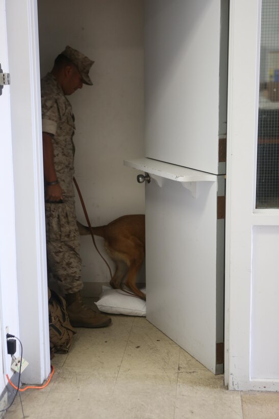Sgt. Jean Villanueva, a military working dog handler and trainer with Marine Corps Air Station Miramar Provost Marshal’s Office and an Anaheim, Calif., native, and Astor, a military working dog, search for planted narcotics in the training area during narcotics detection training aboard MCAS Miramar, Calif., Oct. 19. Astor has been a military working dog for about 8 years.