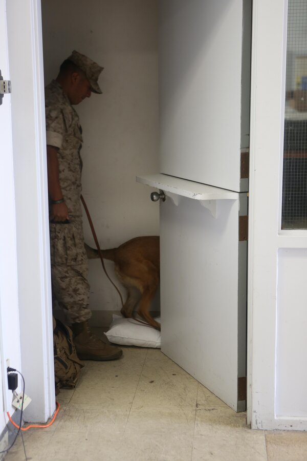 Sgt. Jean Villanueva, a military working dog handler and trainer with Marine Corps Air Station Miramar Provost Marshal’s Office and an Anaheim, Calif., native, and Astor, a military working dog, search for planted narcotics in the training area during narcotics detection training aboard MCAS Miramar, Calif., Oct. 19. Astor has been a military working dog for about 8 years.