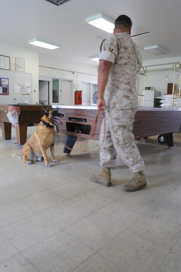 Astor, a military working dog, sits when he finds narcotics to alert Sgt. Jean Villanueva, a military working dog handler and trainer with Marine Corps Air Station Miramar Provost Marshal’s Office and an Anaheim, Calif., native, during narcotics detection training aboard MCAS Miramar, Calif., Oct. 19. PMO trains their dogs to detect a variety of narcotics, including marijuana, cocaine and methamphetamines.
