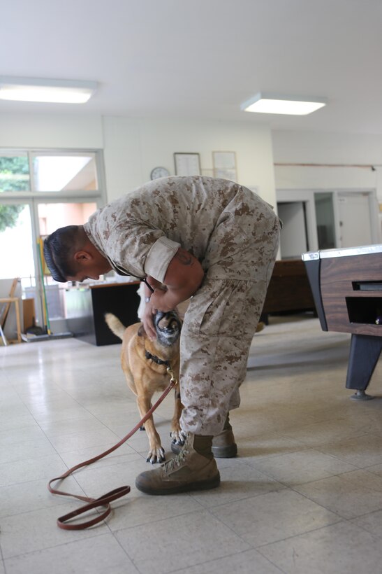 Sgt. Jean Villanueva, a military working dog handler and trainer with Marine Corps Air Station Miramar Provost Marshal’s Office and an Anaheim, Calif., native, rewards Astor, a military working dog, with his toy after finding hidden narcotics during narcotics detection training aboard MCAS Miramar, Calif., Oct. 19. PMO trains their dogs to detect a variety of narcotics, including marijuana, cocaine and methamphetamines.