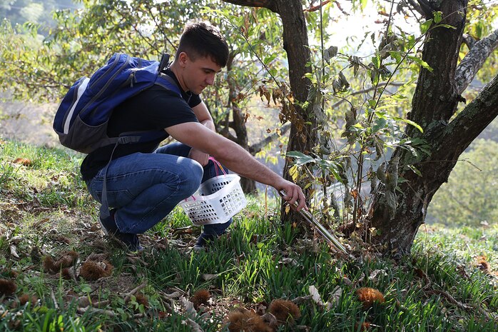 Cpl. Anthony Moniz, a clerk with Installations Personnel Administration Center at Marine Corps Air Station Iwakuni, Japan, picks “Ganne-guri” an indigineous Japanese chestnut, during a chestnut picking trip in Ganne Miwa-cho, Iwakuni City, Oct. 22, 2015. Ganne-guri is covered in a spiked husk and has an agricultural history to Iwakuni city that dates back over 800 years. As the largest member of the chestnut family, Ganne-guri grows seasonally from early October to late November.