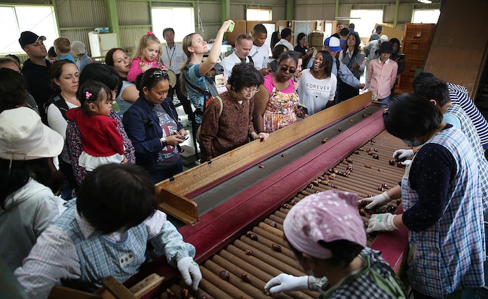Residents of Marine Corps Air Station Iwakuni, Japan, watch chestnut factory workers size and sort “Ganne-guri” during a chestnut picking trip in Ganne Miwa-cho, Iwakuni City, Oct. 22, 2015. The Japan Agricultural Cooperatives’ Yamaguchi East (JA Yamaguchi East) in Iwakuni City hosted the trip for station residents and locals to experience the chestnut picking process from beginning to end.