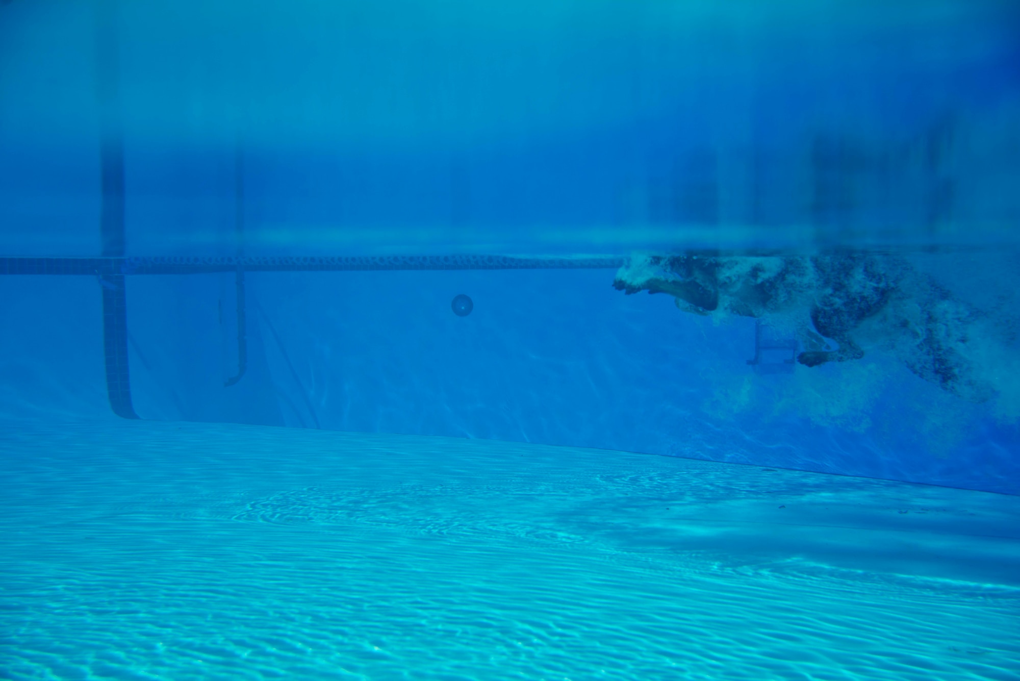 A military working dog swims toward a decoy suspect on the other side of the pool during water aggression training at a local water park in Tampa, Fla., Oct. 15, 2015. The training offered an opportunity to gauge the dog's reactions as well as learn from police department K-9 units in the community. (U.S. Air Force photo by Senior Airman Melanie Hutto/Released)  
