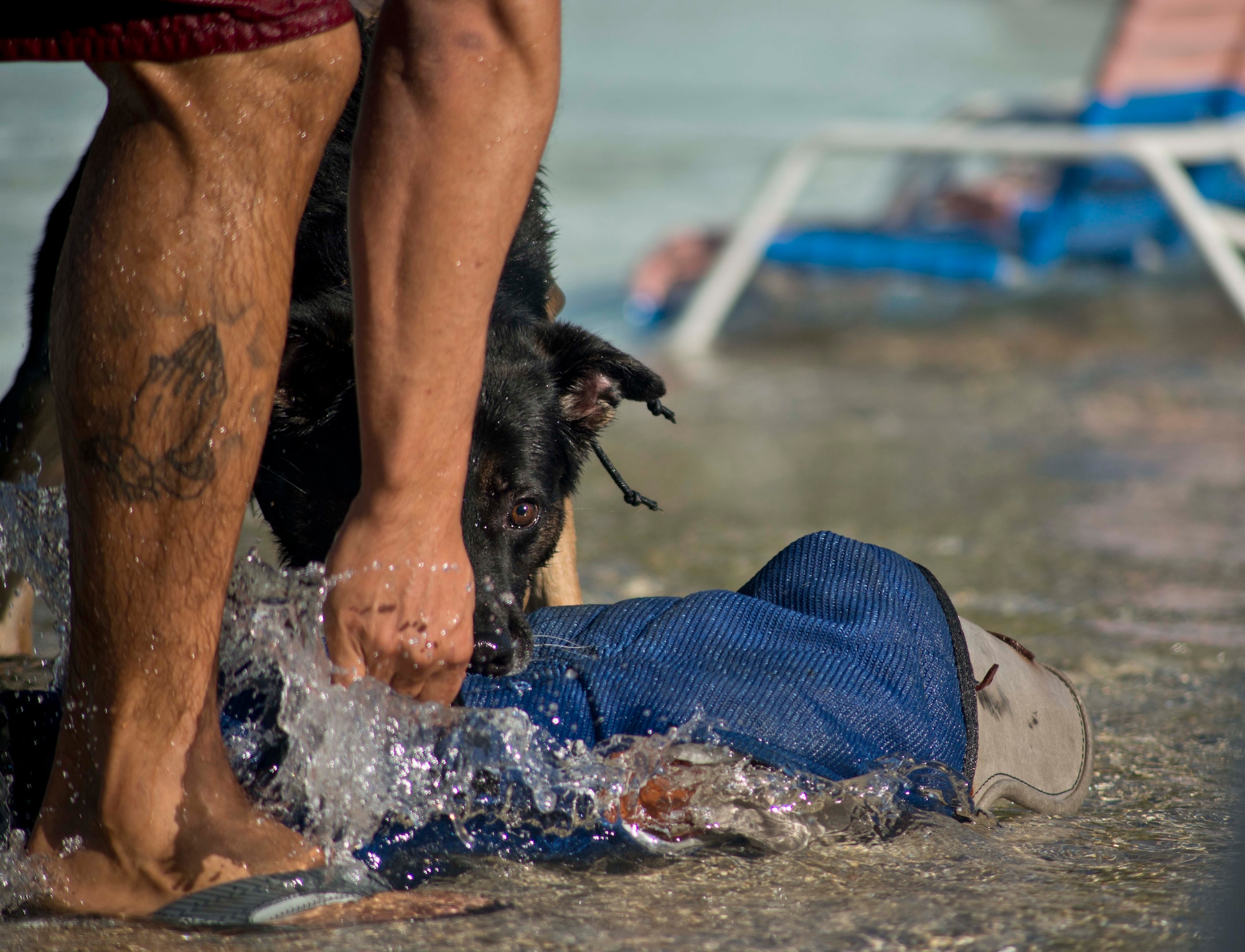 A local police dog maintains grip on a decoy sleeve during water aggression training at a local water park in Tampa, Fla., Oct. 15, 2015. The training offered an opportunity to gauge the dog's reactions as well as learn from police department K-9 units in the community. (U.S. Air Force photo by Senior Airman Melanie Hutto/Released)   