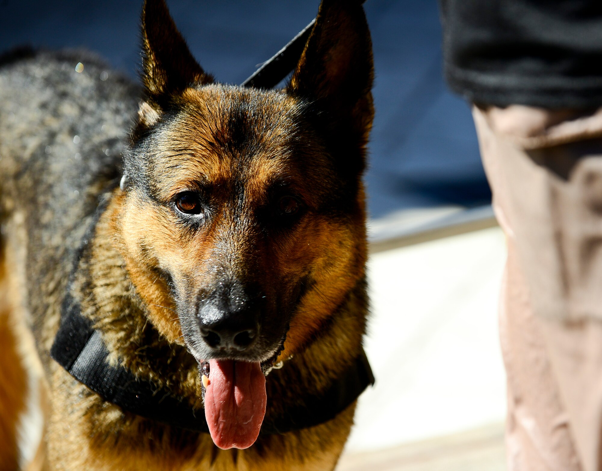 Military working dog Rick, 6th Security Force Squadron, waits for the next controlled water aggression event to begin at a local water park in Tampa Fla., Oct. 15, 2015. Water training is not a part of the standardized training MWD’s receive; however, being that MacDill Air Force Base is surrounded by water it's beneficial for the K-9s here to have this training. (U.S. Air Force photo by Senior Airman Melanie Hutto/Released) 
