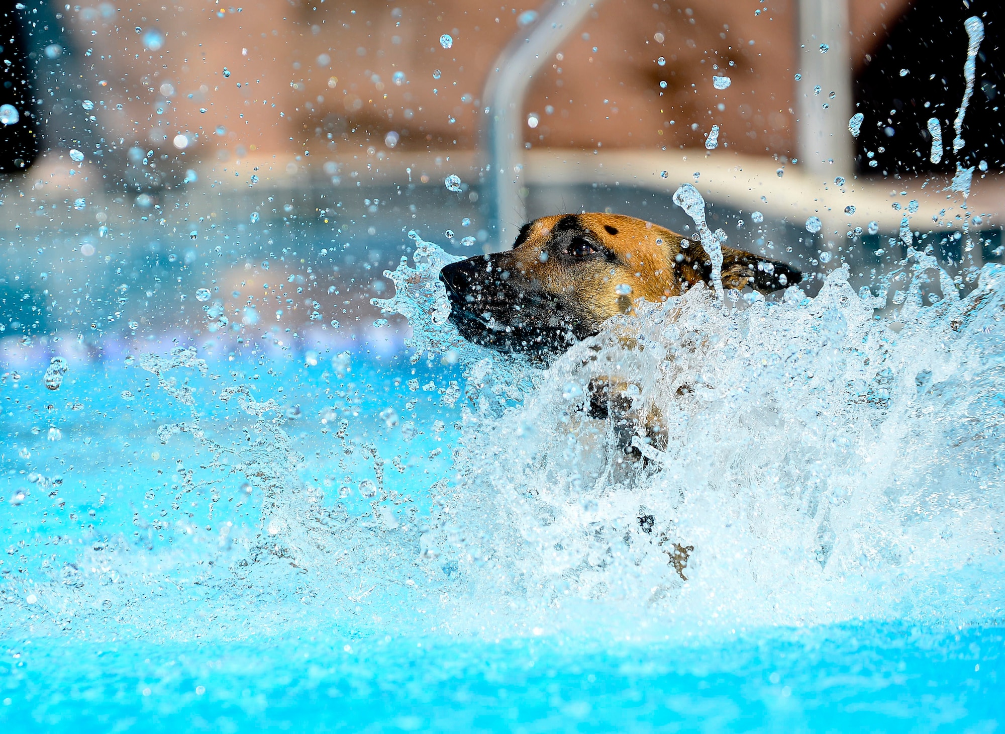 A local police K-9 begins to swim across a pool toward a “suspect” during water aggression training at a local water park in Tampa, Fla., Oct. 15, 2015. More than 20 dog team duos, two of which were military working dogs, ran through three various exercises involving the dogs jumping into deep bodies of water and swimming to apprehend a decoy suspect. (U.S. Air Force photo by Senior Airman Melanie Hutto/Released)
