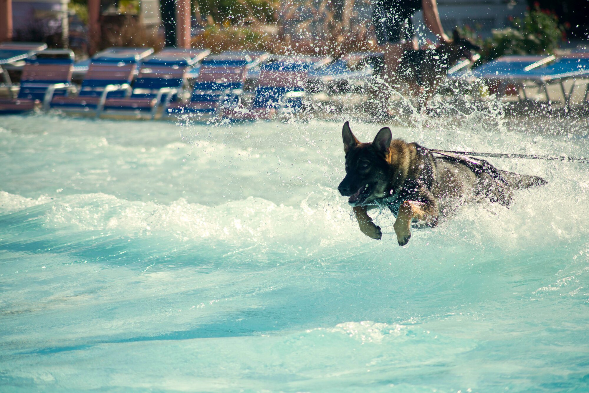 A local police dog hurdles over the waves in a pool toward a decoy suspect in the distance during water aggression training at a local water park in Tampa, Fla., Oct. 15, 2015. The training allows the dog to be safely introduced to controlled aggression in the water. (U.S. Air Force photo by Senior Airman Melanie Hutto/Released)  