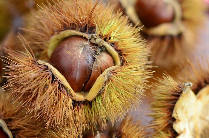 Residents of Marine Corps Air Station Iwakuni, Japan, discovered a prickly treat with Japanese locals during a chestnut picking trip in Ganne Miwa-cho, Iwakuni City, Oct. 22, 2015. As the largest member of the chestnut family, Ganne-guri grows seasonally from early October to late November. As the first chestnut picking trip coordinated by the station’s cultural adaption program, the 36 attendees experienced one of the many Japanese delicacies and now have souvenirs of their own to cook at home.