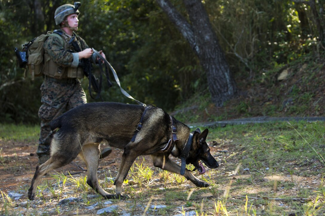 U.S. Marine Corps Sgt. Bobo, a military working dog, picks up the scent of aircrew members of a simulated aircraft crash as part of Blue Chromite 16 at the Central Training Area on Okinawa, Japan, Oct. 28, 2015. U.S. Marine Corps photo by Cpl. Tyler Giguere