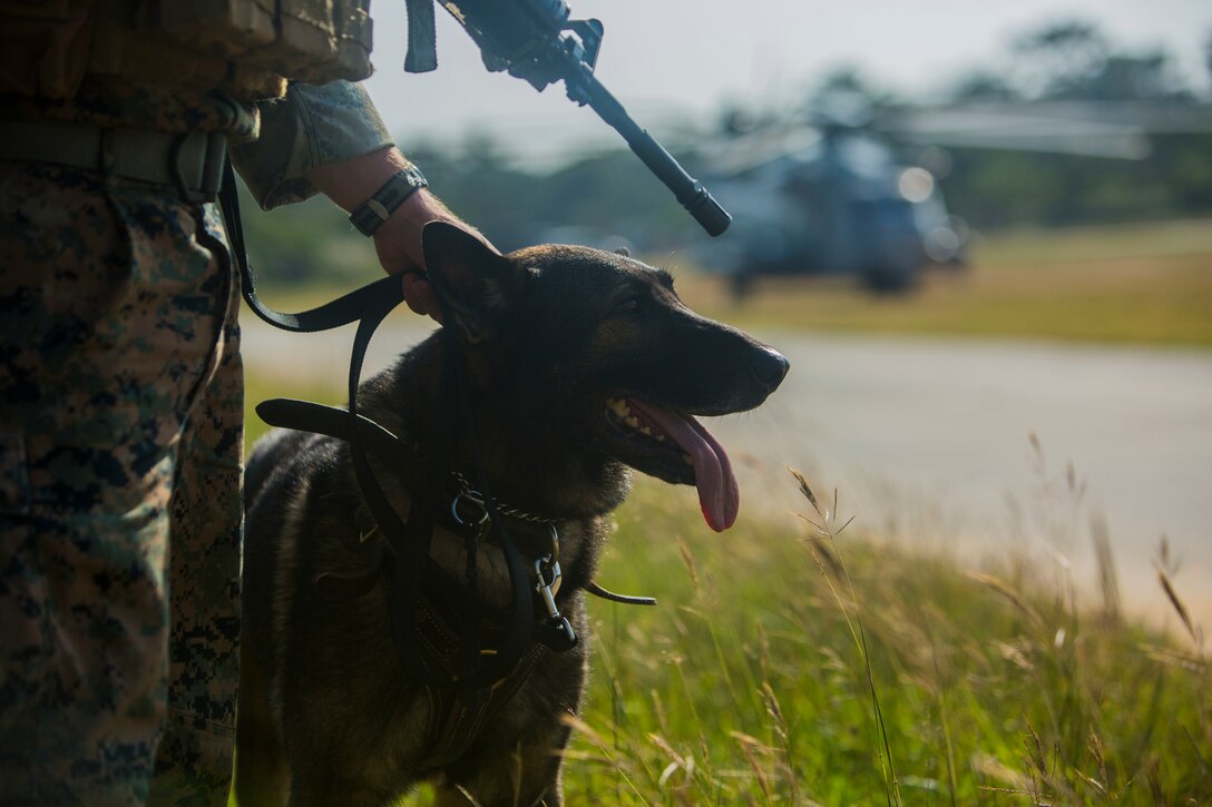 Sgt. Bobo, a military working dog, awaits his handler’s commands after exiting a CH-53E Super Stallion in support of Blue Chromite 16 in the Central Training Area, Okinawa, Japan, Oct. 28, 2015. Bobo was tasked with tracking down the pilot and aircrew of a simulated downed aircraft. Blue Chromite is a large-scale amphibious exercise that draws primarily from III Marine Expeditionary Force’s training resources on Okinawa. The location of the training allows participating units to maintain a forward-deployed posture and eliminates the cost of traveling to train. Bobo is with 3rd Law Enforcement Battalion, III Marine Expeditionary Force Headquarters Group, III MEF. The Ch-53E Super Stallion is with Marine Heavy Helicopter Squadron 462, Marine Aircraft Group 16, 3rd Marine Aircraft Wing, I MEF.