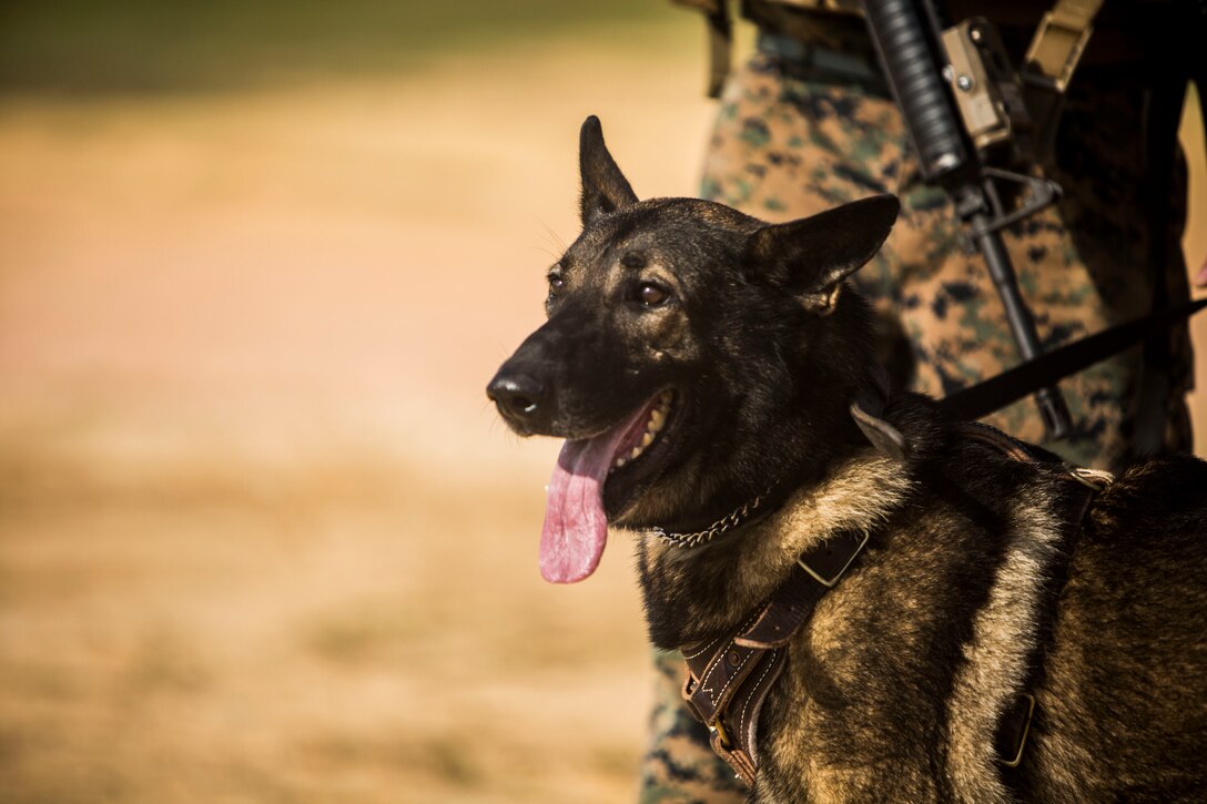 Sgt. Bobo, a military working dog, responds to his handler’s commands after exiting a CH-53E Super Stallion in support of Blue Chromite 16 in the Central Training Area, Okinawa, Japan, Oct. 28, 2015. Bobo was tasked with tracking down the pilot and aircrew of a simulated downed aircraft. Blue Chromite is a large-scale amphibious exercise that draws primarily from III Marine Expeditionary Force’s training resources on Okinawa. The location of the training allows participating units to maintain a forward-deployed posture and eliminates the cost of traveling to train. Bobo is with 3rd Law Enforcement Battalion, III Marine Expeditionary Force Headquarters Group, III MEF.