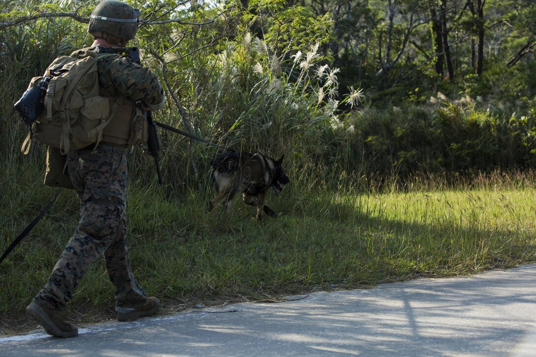 Sgt. Bobo, a military working dog, and his handler Cpl. Connor F. Scott, search for simulated downed aircrew members during Blue Chromite 16 in the Central Training Area, Okinawa, Japan, Oct. 28, 2015. Bobo was tasked with tracking down the pilot and two aircrew members by picking up their scent and searching throughout a dense wooded area. Blue Chromite is a large-scale amphibious exercise that draws primarily from III Marine Expeditionary Force’s training resources on Okinawa. The location of the training allows participating units to maintain a forward-deployed posture and eliminates the cost of traveling to train. Bobo is with 3rd Law Enforcement Battalion, III Marine Expeditionary Force Headquarters Group, III MEF.