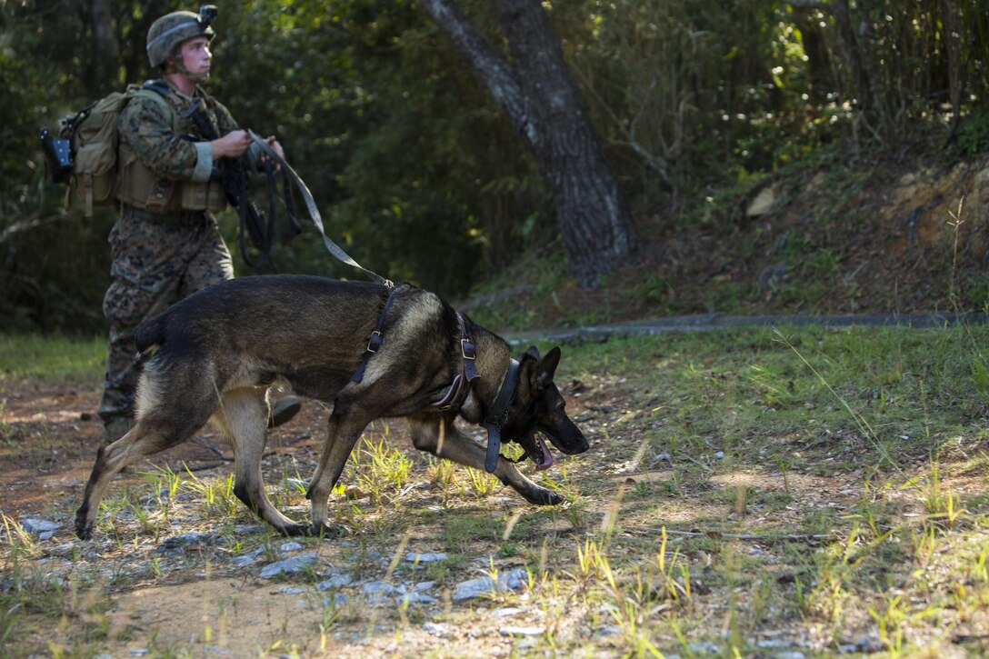 Sgt. Bobo, a military working dog, picks up the scent of downed aircrew members of a simulated aircraft crash in support of Blue Chromite 16 in the Central Training Area, Okinawa, Japan, Oct. 28, 2015. Blue Chromite is a large-scale amphibious exercise that draws primarily from III Marine Expeditionary Force’s training resources on Okinawa. The location of the training allows participating units to maintain a forward-deployed posture and eliminates the cost of traveling to train. Bobo is with 3rd Law Enforcement Battalion, III Marine Expeditionary Force Headquarters Group, III MEF.