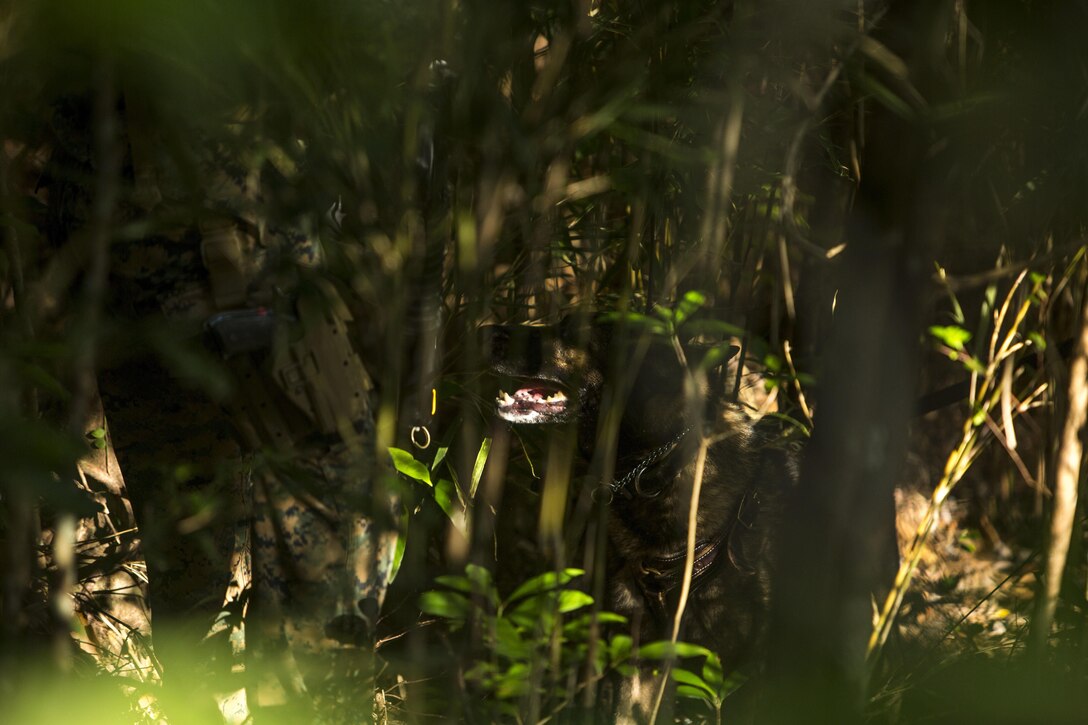 Sgt. Bobo, a military working dog, picks up the scent of downed aircrew members of a simulated aircraft crash in support of exercise Blue Chromite 16 in the Central Training Area, Okinawa, Japan, Oct. 28, 2015. Blue Chromite is a large-scale amphibious exercise that draws primarily from III Marine Expeditionary Force’s training resources on Okinawa. The location of the training allows participating units to maintain a forward-deployed posture and eliminates the cost of traveling to train. Bobo is with 3rd Law Enforcement Battalion, III Marine Expeditionary Force Headquarters Group, III MEF.