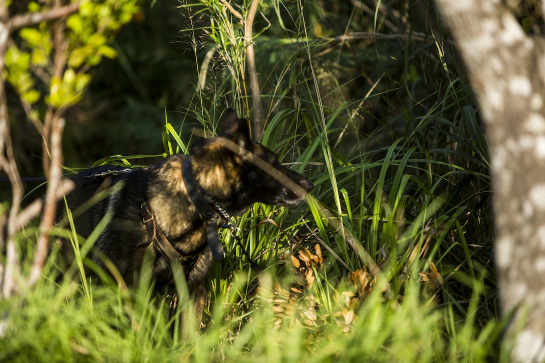 Sgt. Bobo, a military working dog, picks up the scent of simulated downed aircrew members during exercise Blue Chromite 16 in the Central Training Area, Okinawa, Japan, Oct. 28, 2015. Blue Chromite is a large-scale amphibious exercise that draws primarily from III Marine Expeditionary Force’s training resources on Okinawa. The location of the training allows participating units to maintain a forward-deployed posture and eliminates the cost of traveling to train. Bobo is with 3rd Law Enforcement Battalion, III Marine Expeditionary Force Headquarters Group, III MEF.
