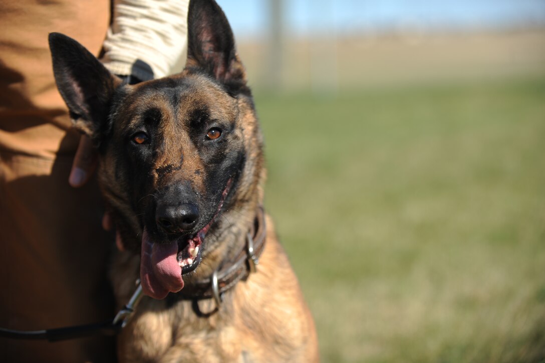 Anita, 28th Security Forces Squadron military working dog, stands by her handler before patrol work training at Ellsworth Air Force Base, S.D., Oct. 15, 2015. The different types of training K-9s go through include patrol work, obedience, gunfire and detection. (U.S. Air Force photo by Airman Sadie Colbert/Released)