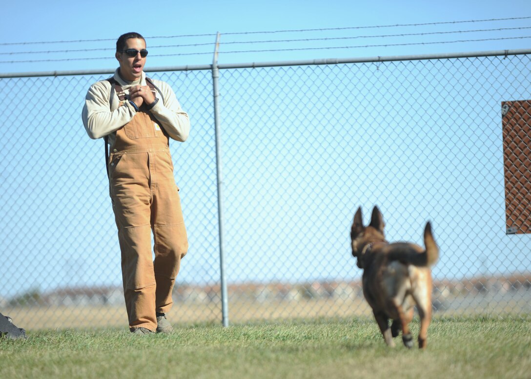 Staff Sgt. Ralph Rodriguez, 28th Security Forces Squadron military working dog handler, calls Anita, 28th SFS MWD, prior to patrol work training at Ellsworth Air Force Base, S.D., Oct. 15, 2015. The different stages of patrol work include the field interview, releasing, standoff, searching and escorting a suspect. (U.S. Air Force photo by Airman Sadie Colbert/Released)