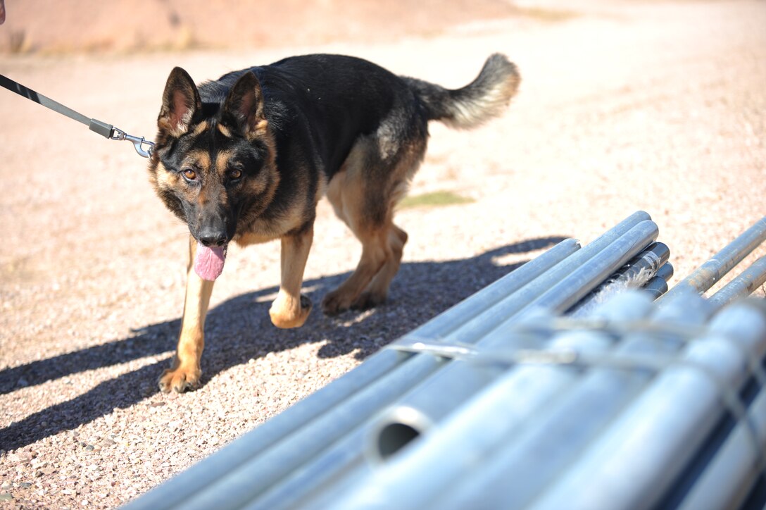 Mink, 28th Security Forces Squadron military working dog, inspects poles for explosives during training at Ellsworth Air Force Base, S.D., Oct. 15, 2015. MWD handlers train K-9s to detect distinct bomb odors to ensure mission effectiveness is not hindered. (U.S. Air Force photo by Airman Sadie Colbert/Released)