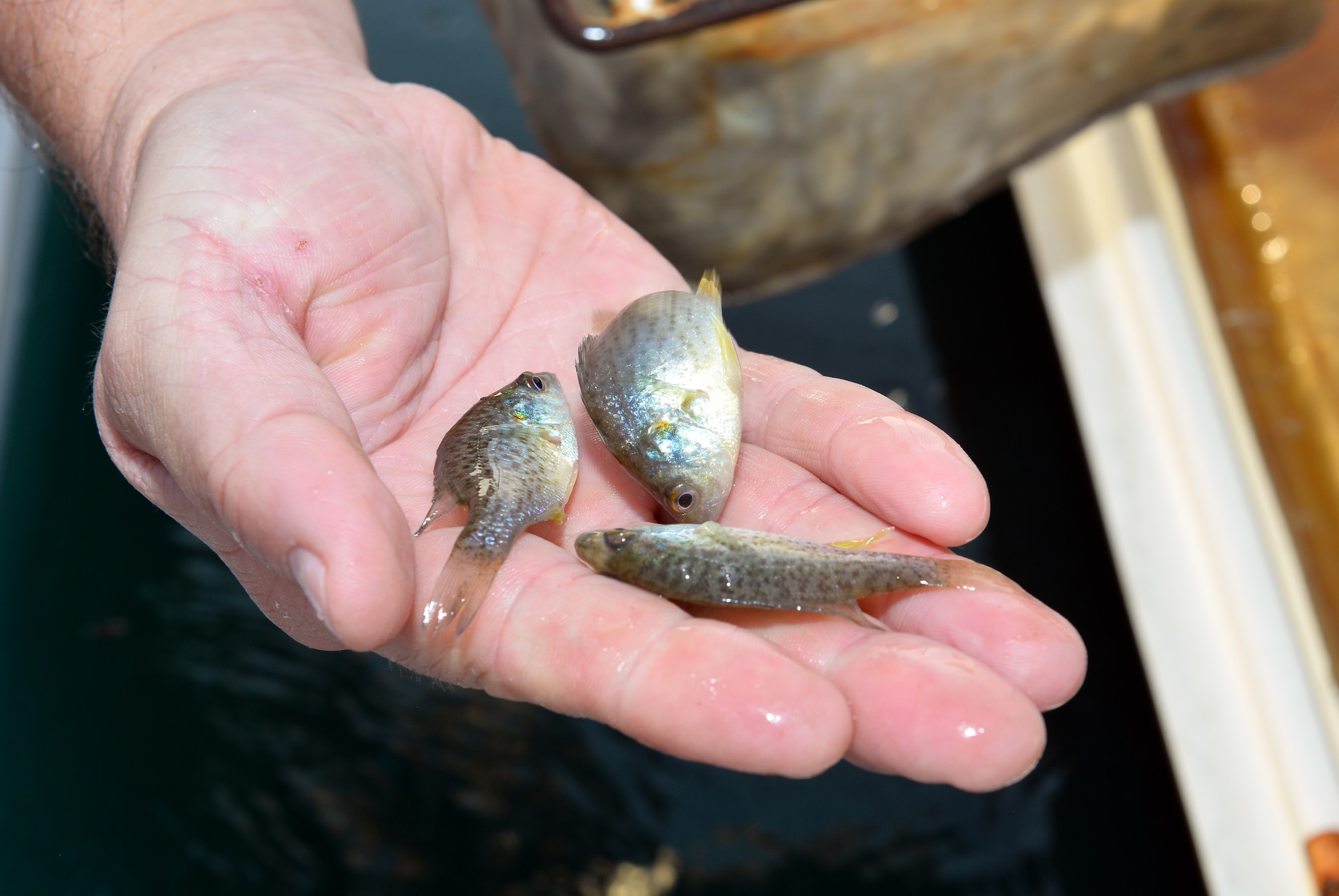 Base Lake stocked with 10,000 redear sunfish > Offutt Air Force Base > News