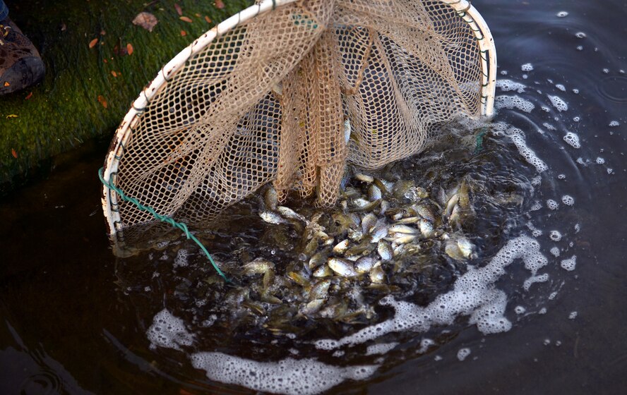 Roughly 10,000 redear sunfish from the Valentine State Fish Hatchery were transferred to the Base Lake on Offutt Air Force Base, Neb., by the U.S. Fish and Wildlife Service Oct. 19. The hope is the fish will serve as a potential management tool for zebra mussels, who were accidently introduced to the lake back in 2006. (U.S. Air Force photo by Josh Plueger/Released)