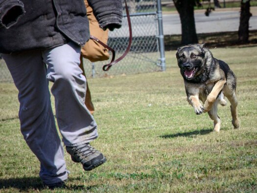 Team Vance Military Working Dog Akim chases down a simulated suspect at Vance Air Force Base, Oklahoma, Oct. 10. Defenders from the 71st Security Forces Squadron put on an MWD demonstration as part of an afternoon barbecue with Rocky Mountain Dawgs Project volunteers. (U.S. Air Force photo/ David Poe)