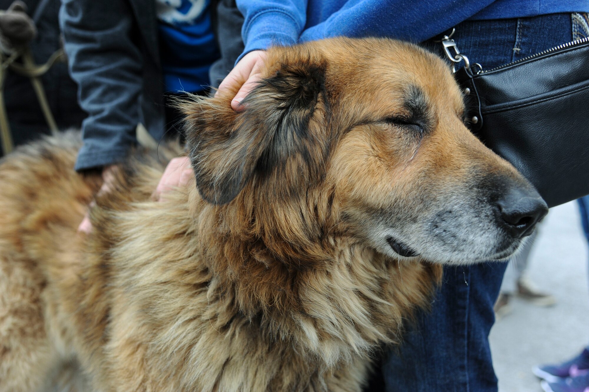 A dog named Bear enjoys being the center of attention at a local animal shelter in Tallinn, Estonia, Oct. 10, 2015. Bear is a shelter regular who frequently runs away when he hears thunder. Several 74th EFS Airmen volunteered their off-duty time to take dogs waiting for adoption on hour-long walks around the city. (U.S. Air Force photo by Andrea Jenkins/Released)