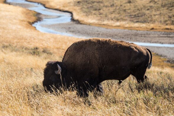 A bison grazes in a grassy field at Yellowstone National Park, Wyoming Oct. 10, 2015. Bison once reached numbers in the 20-30 million range, but today, there are an estimated 500,000 in North America. (U.S. Air Force photo by Airman 1st Class Connor J. Marth)