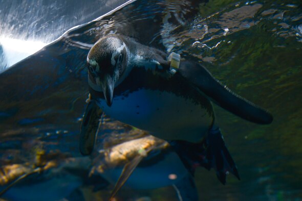 A Humboldt penguin looks at viewers at the Enoshima Aquarium in Fujisawa City, Japan, Oct. 25, 2015. The Humboldt penguin calls the South American coastline home. (U.S. Air Force photo by Senior Airman David Owsianka/Released)