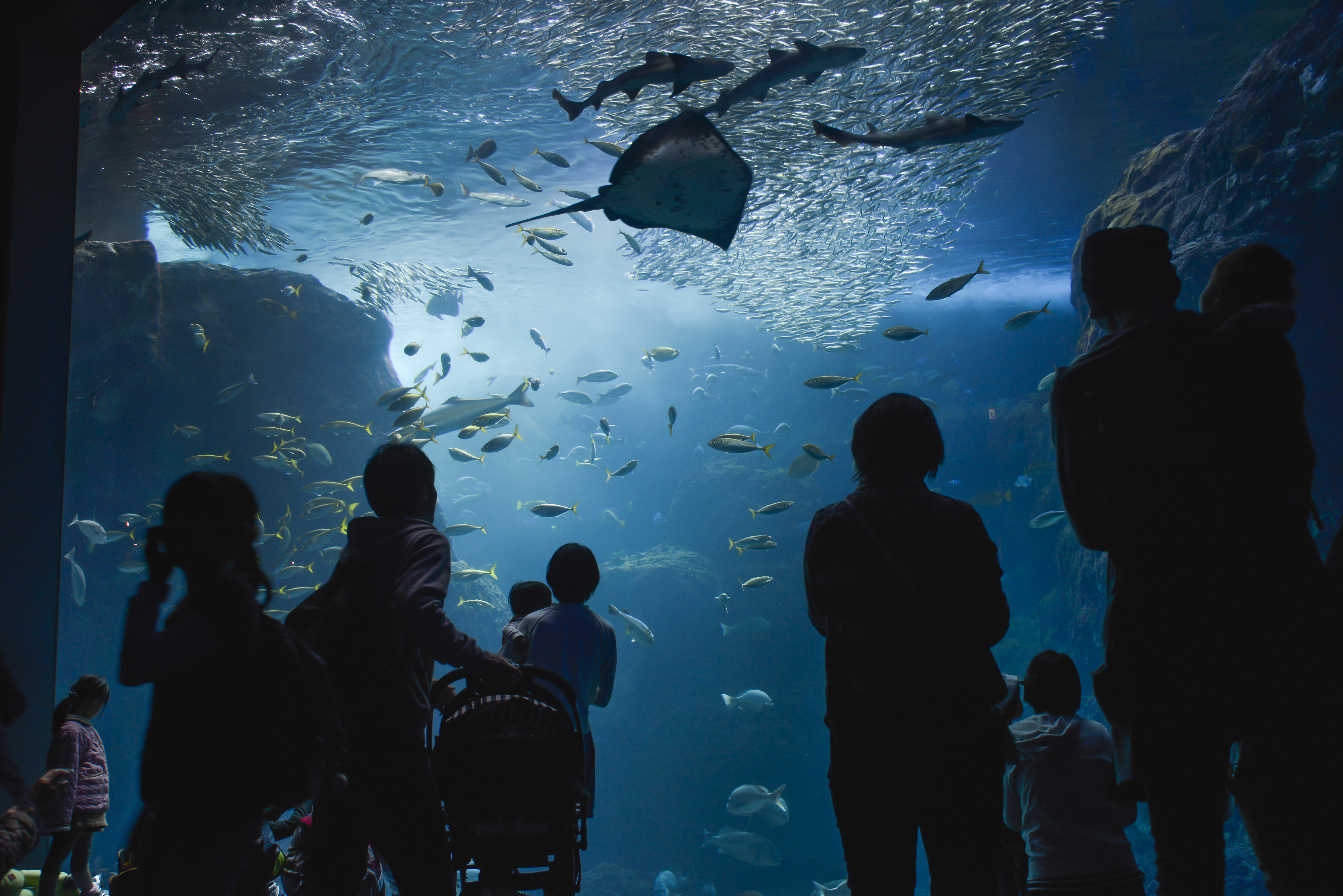 journeys through japan enoshima aquarium island yokota air base article display