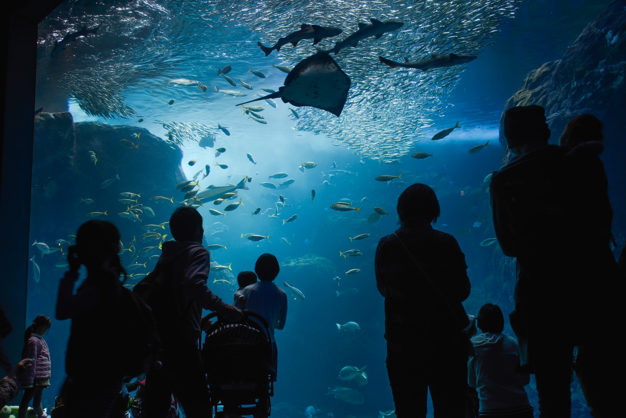 People view marine life swimming through the Sagami Bay tank at the Enoshima Aquarium in Fujisawa City, Japan, Oct. 25, 2015. A variety of marine life, including sting rays, sharks, jelly fish and penguins can be seen throughout the aquarium. (U.S. Air Force photo by Senior Airman David Owsianka/Released)