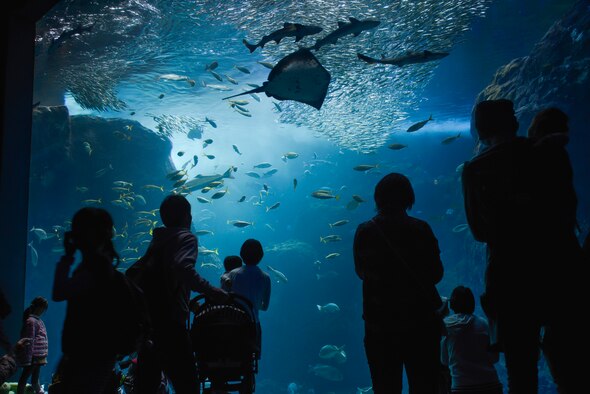 People view marine life swimming through the Sagami Bay tank at the Enoshima Aquarium in Fujisawa City, Japan, Oct. 25, 2015. A variety of marine life, including sting rays, sharks, jelly fish and penguins can be seen throughout the aquarium. (U.S. Air Force photo by Senior Airman David Owsianka/Released)