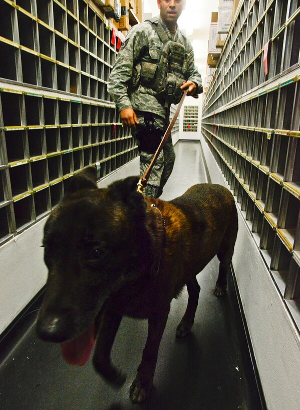 Miltary Working Dog Robbie inspects post office boxes for suspicious packages on Osan Air Base, Republic of Korea, Oct. 28, 2015. The MWDs conduct random inspections to ensure Team Osan is safe from drug and bomb paraphernalia. (U.S. Air Force photo/Senior Airman Kristin High)